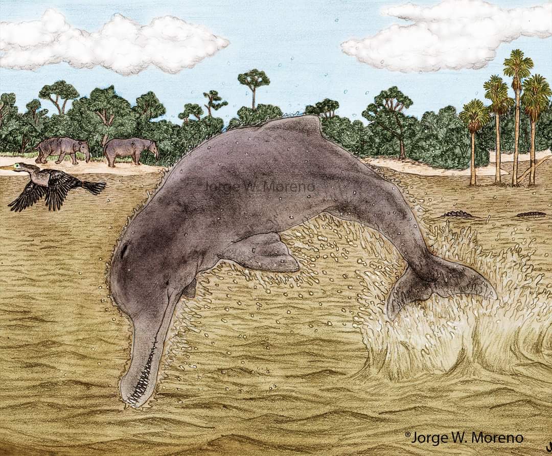 Fósil de un delfín en el desierto de La Tatacoa