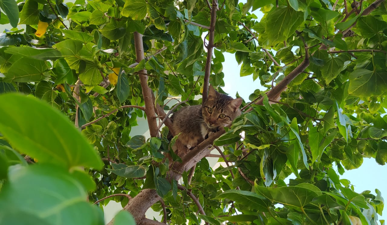 Zona de foco de rabia humana