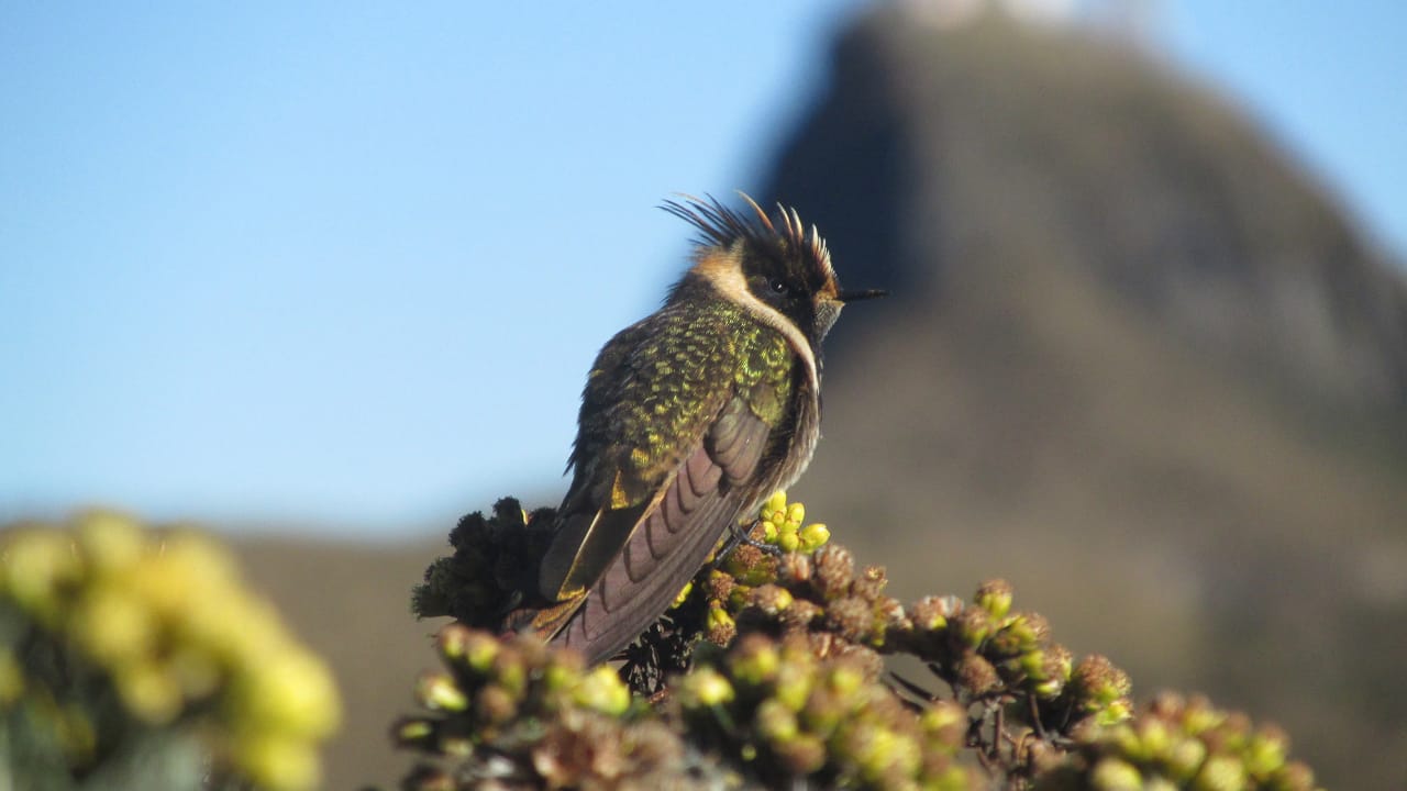 Parque Nacional Natural Los Nevados