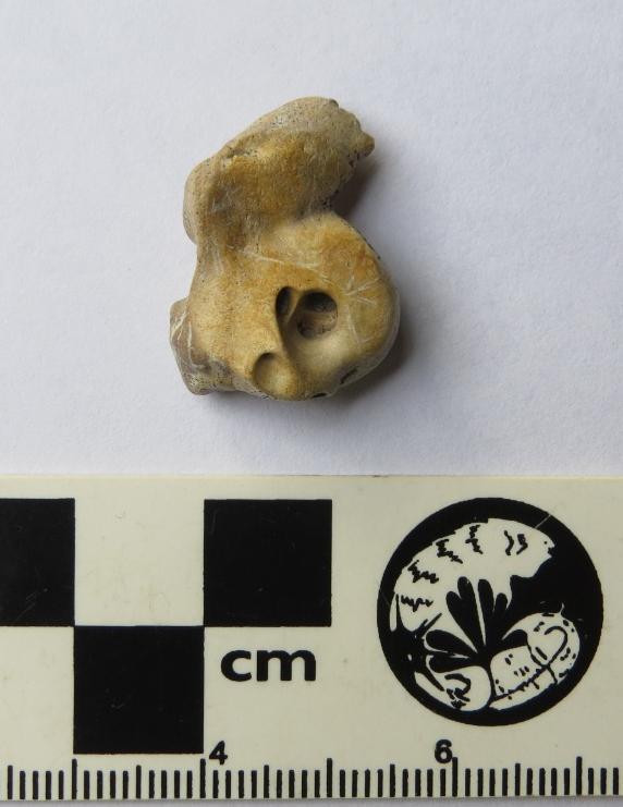 Fósil de un delfín