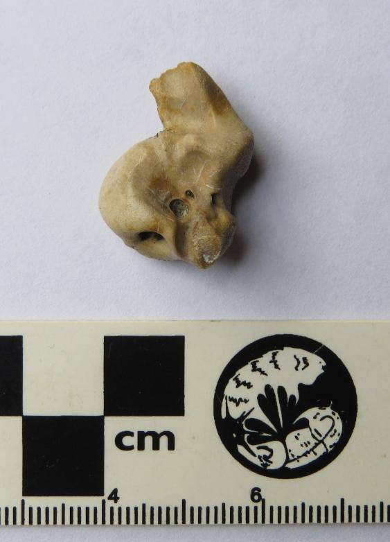 Fósil de un delfín