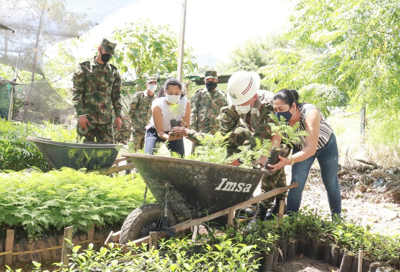 Reforestación en el Tolima