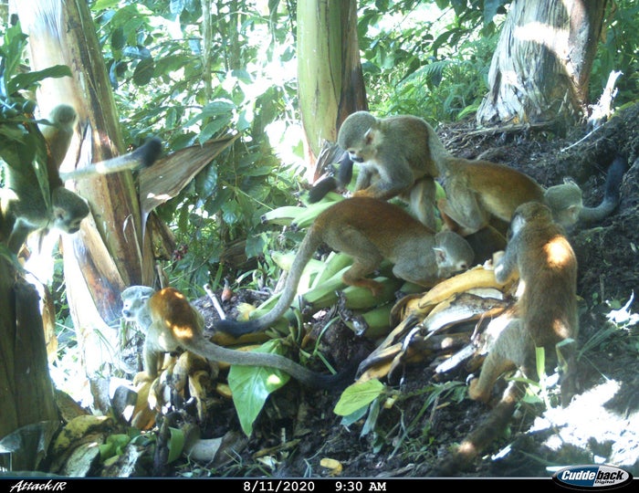 Registran fauna silvestre en la Serranía de Peñas Blancas en el Huila.