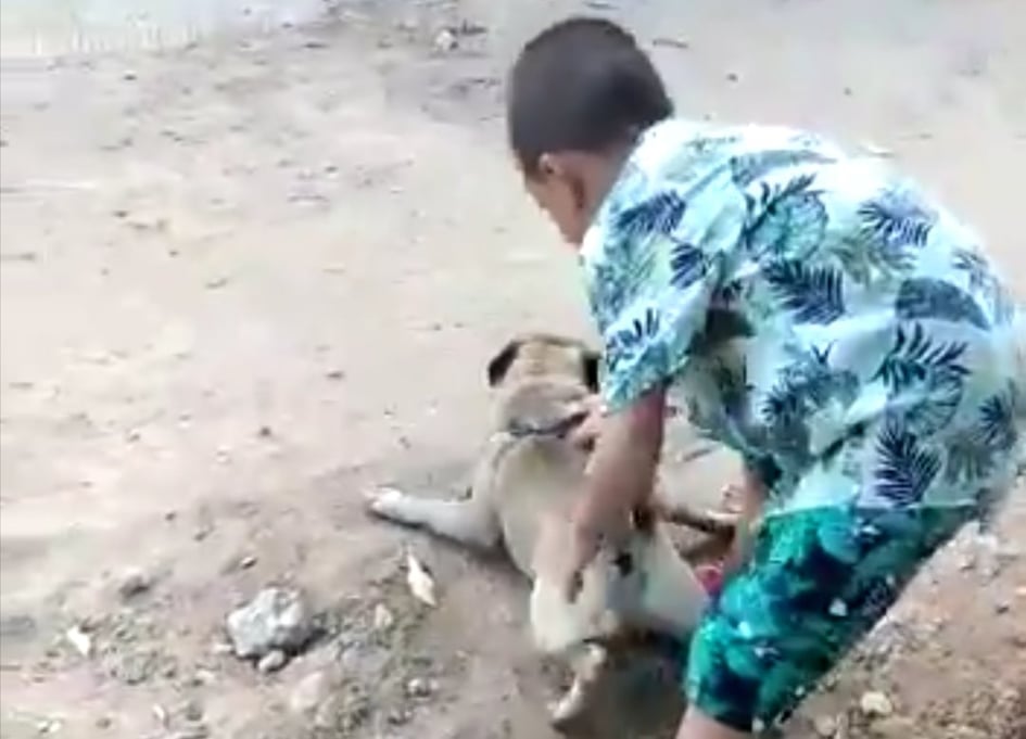 Se debe abrir un proceso legal de restablecimiento de menores, acción judicial administrativa, así como uno penal por maltrato animal