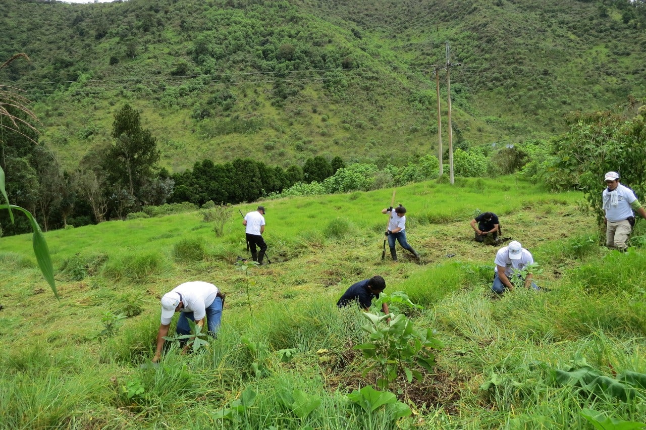 Jornada de sembratón