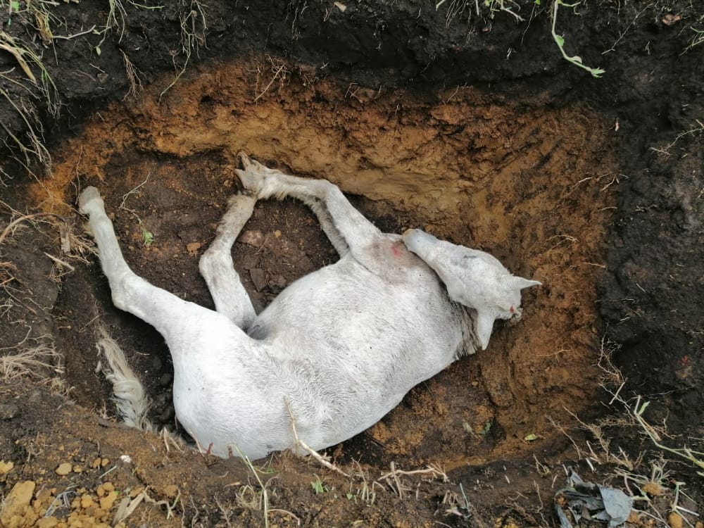 Las causas exactas de la muerte del animal, están por establecer.