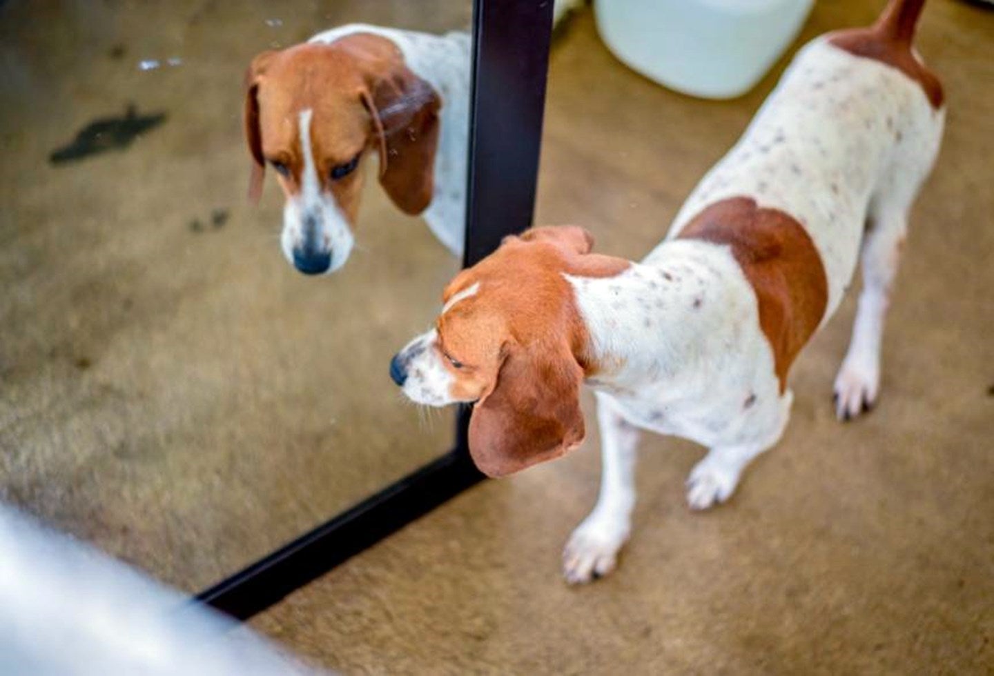 Etología en mascotas