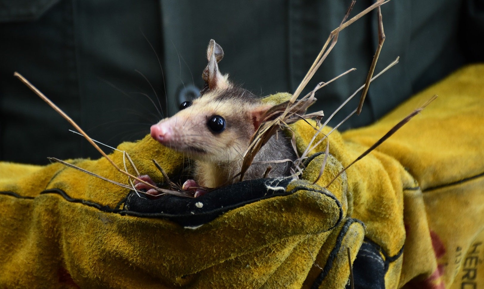 Animales silvestres fueron liberados en el Huila