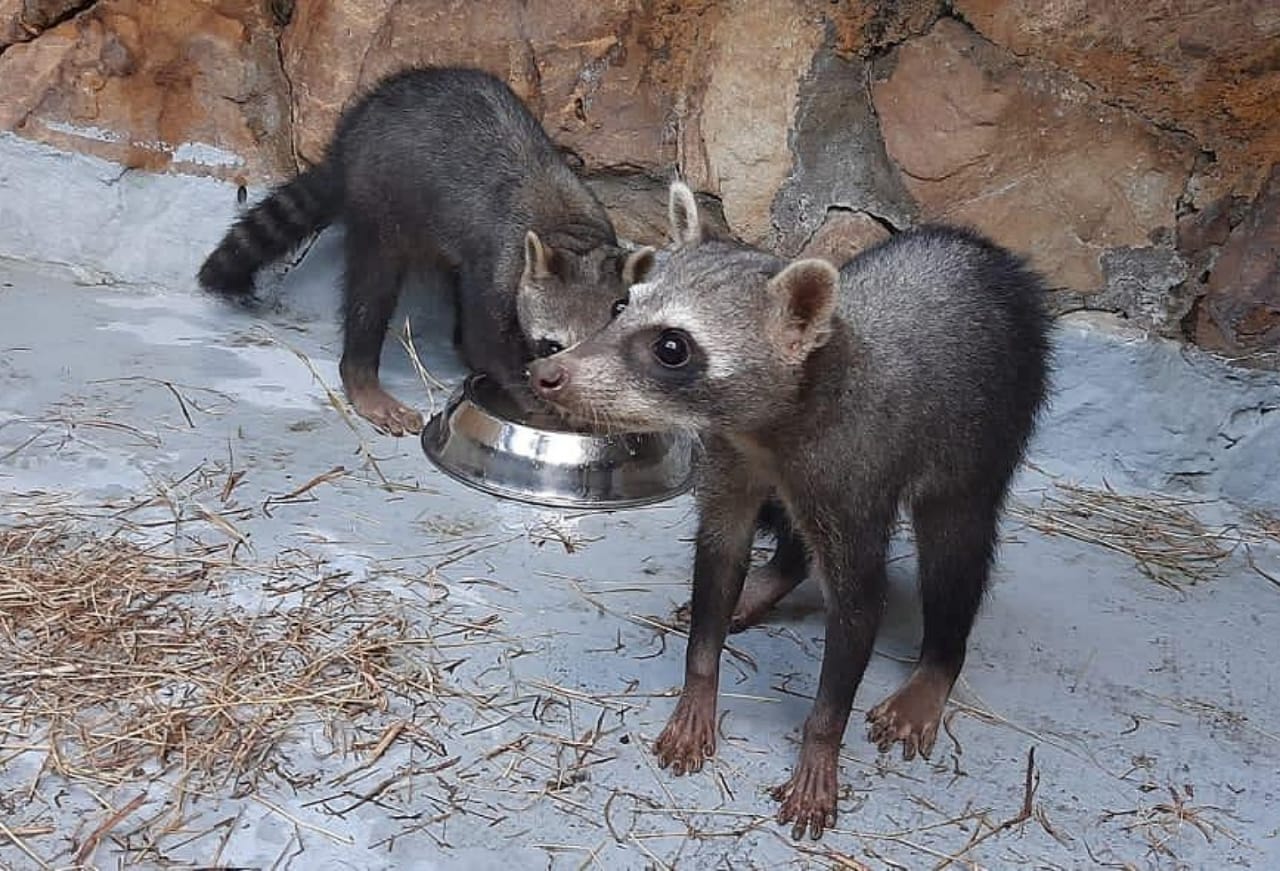 Mapaches rescatados en el Tolima