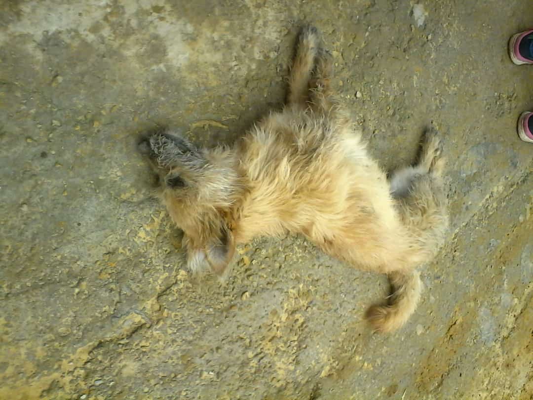 Animal aparentemente envenenado en Soacha