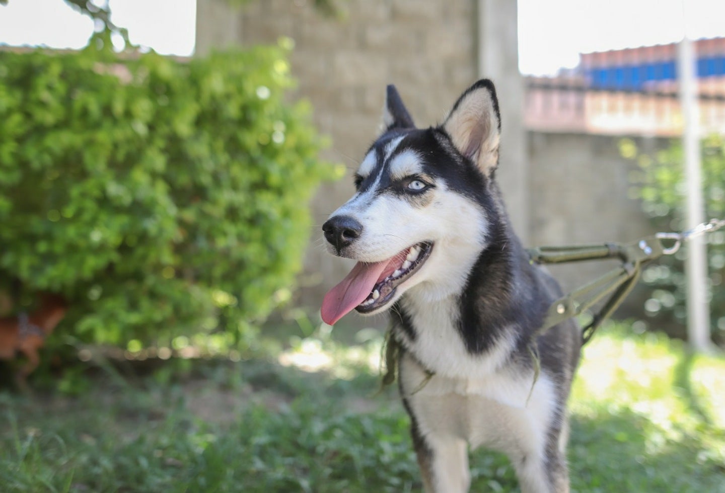 En Neiva han vacunado más de 50 mil perros y gatos contra la rabia