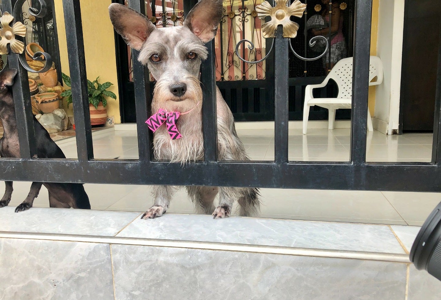 Vacunación contra la rabia