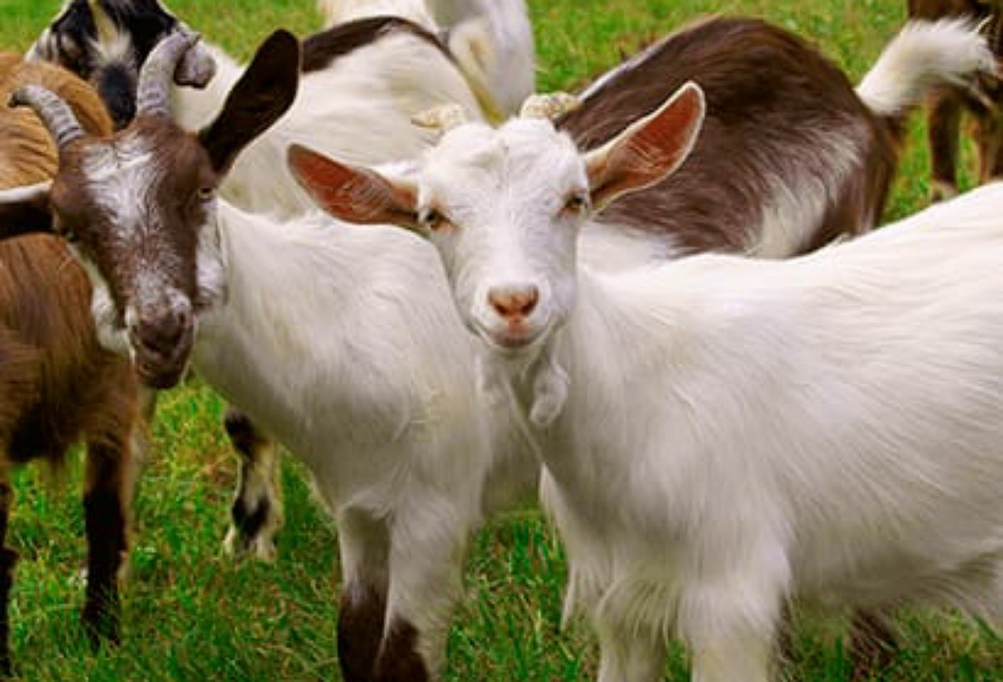 Familias acevedunas beneficiadas por la DPS en alimentos y animales de granja