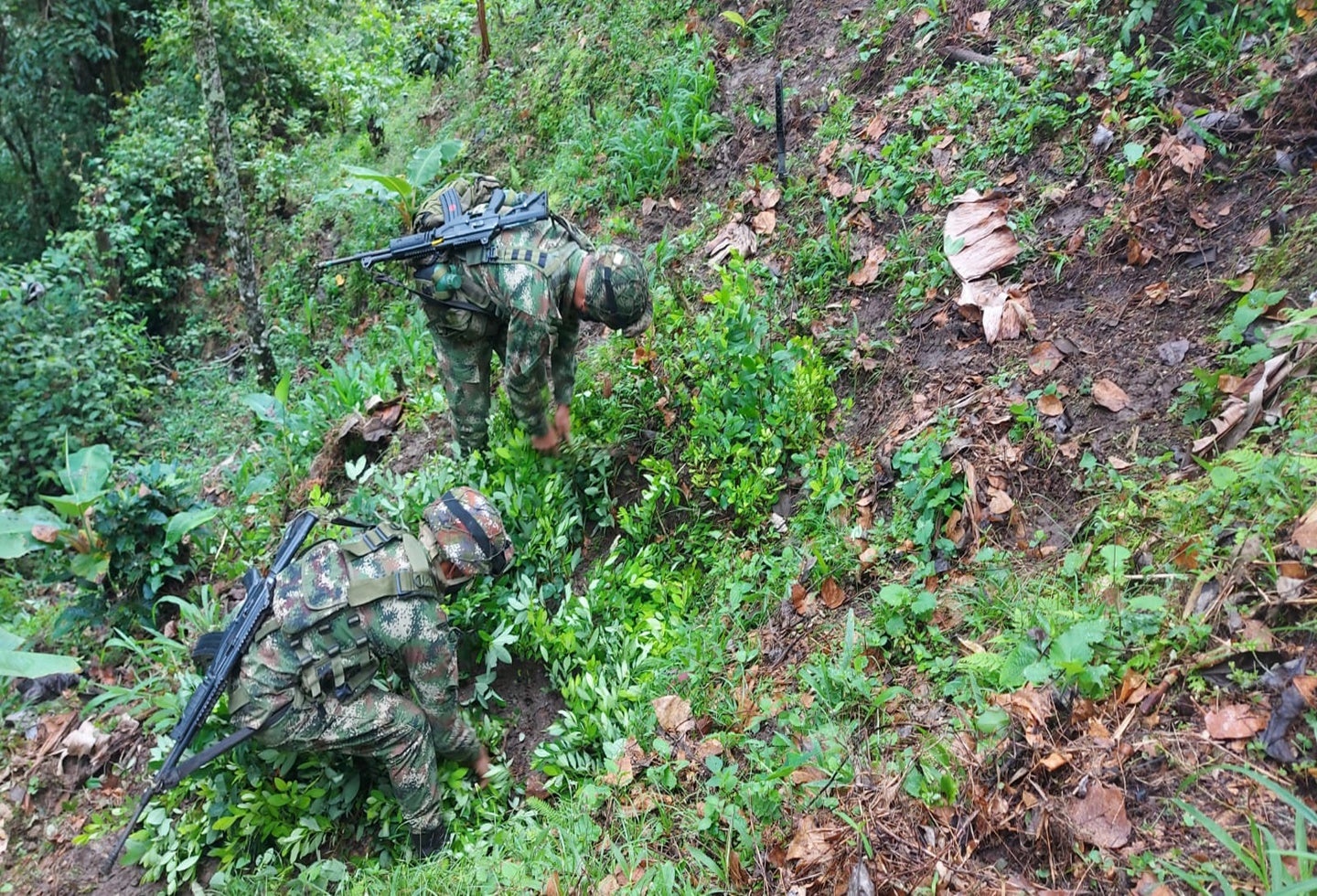 Erradicación de matas de coca en el sur del Tolima