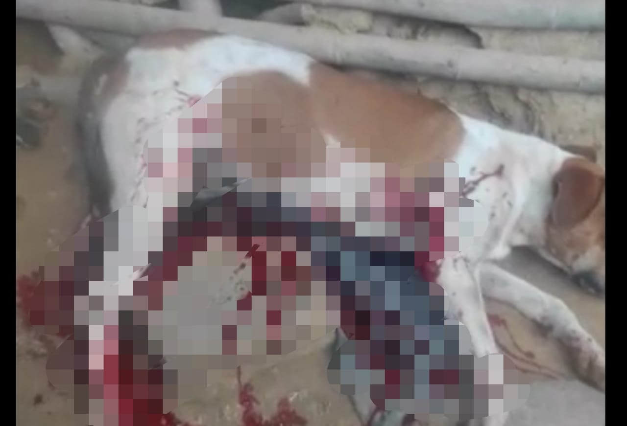 perrito asesinado en Rovira