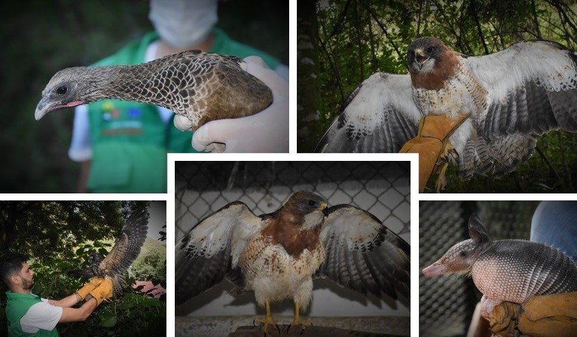 La CAM en el Huila, libera diez ejemplares de fauna silvestre