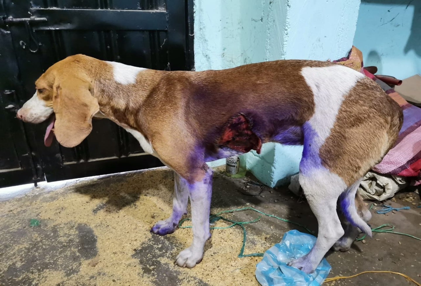 Le dieron ‘Machete’ a una perrita en Playarrica – Tolima