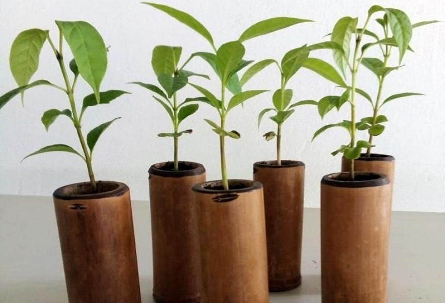 Palma para domingo de ramos 2021