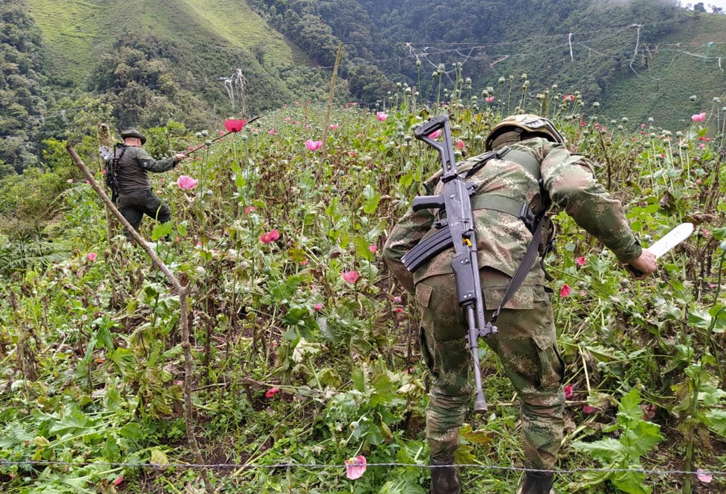 Erradicaron cultivos de amapola en Anzoátegui