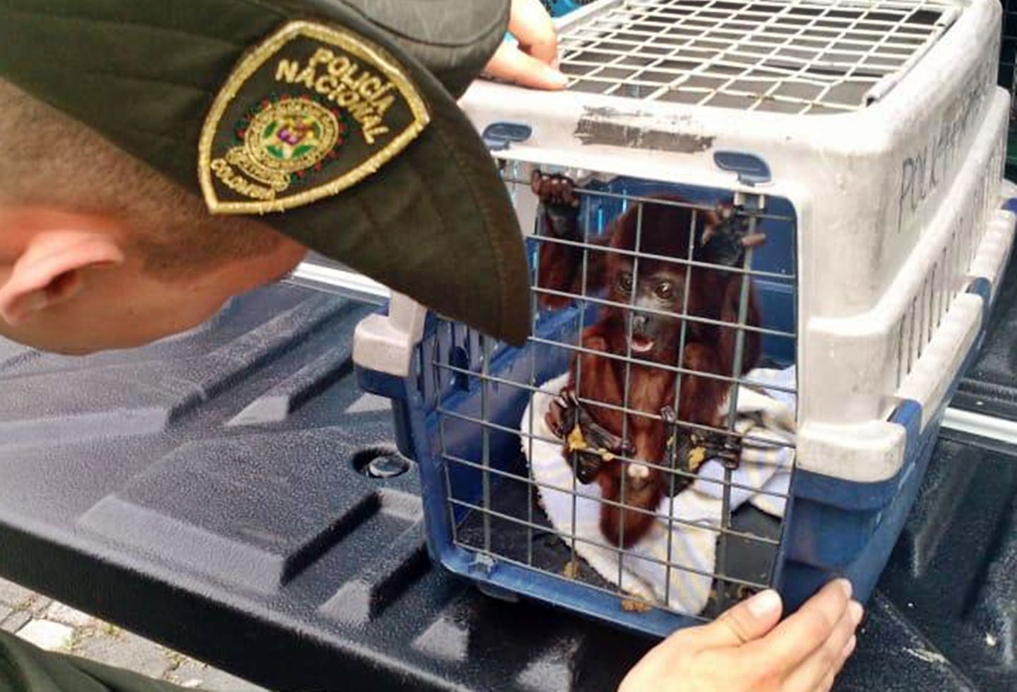 operaciones animales