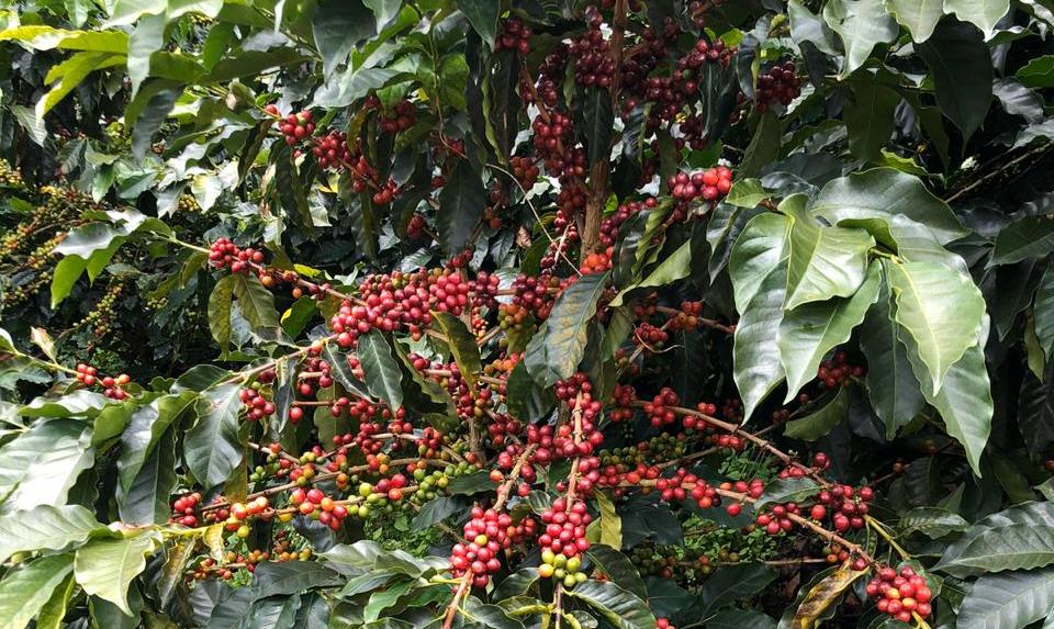 En riesgo segunda cosecha cafetera por causa de ola invernal en el Huila