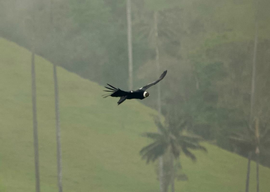 Cóndor de los Andes del Valle de Cócora - Archivo Faber Mosquera Álvarez