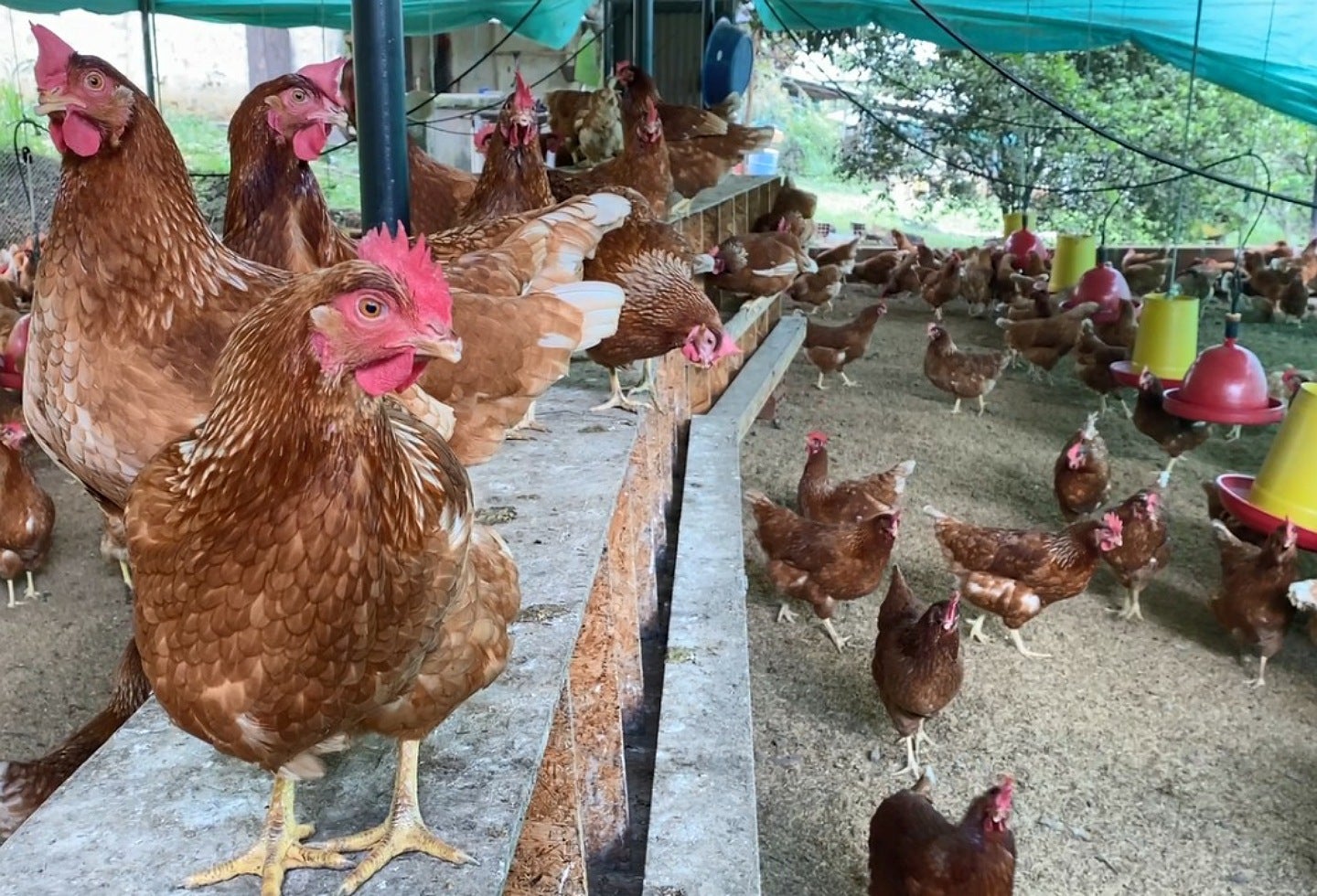 Mujeres excombatientes comercializadoras de huevos campesinos en el Huila