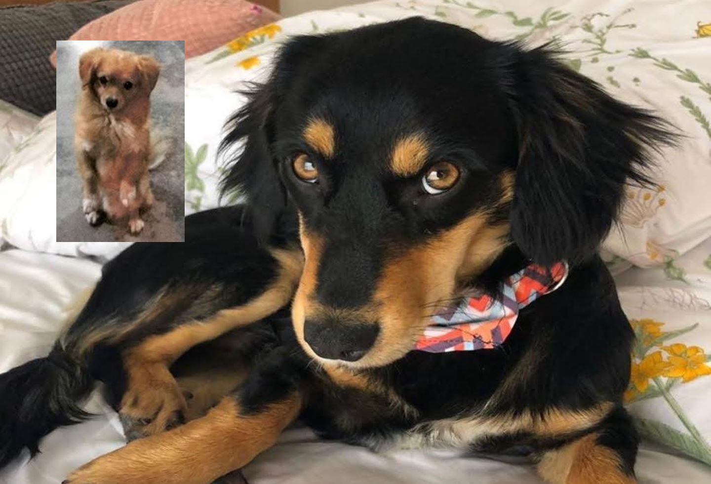 Imputaciones y condenas contra agresores de animales en Cundinamarca, Valle del Cauca, Sucre y Tolima