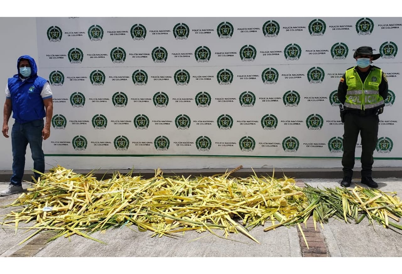 palma real incautada