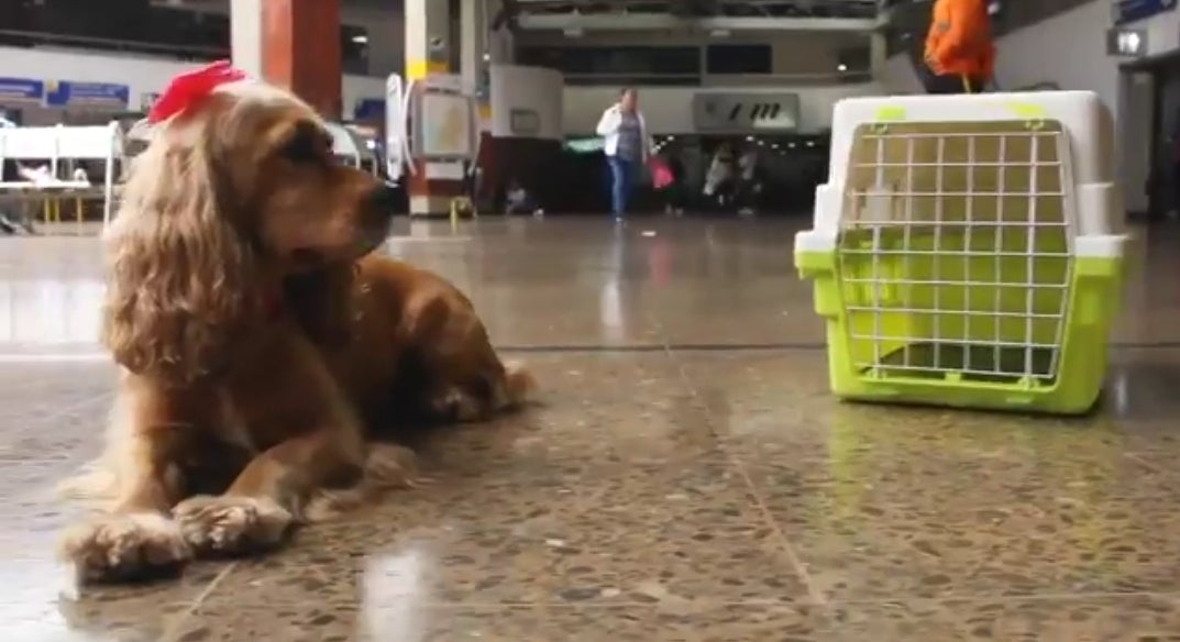 Transporte de mascotas.