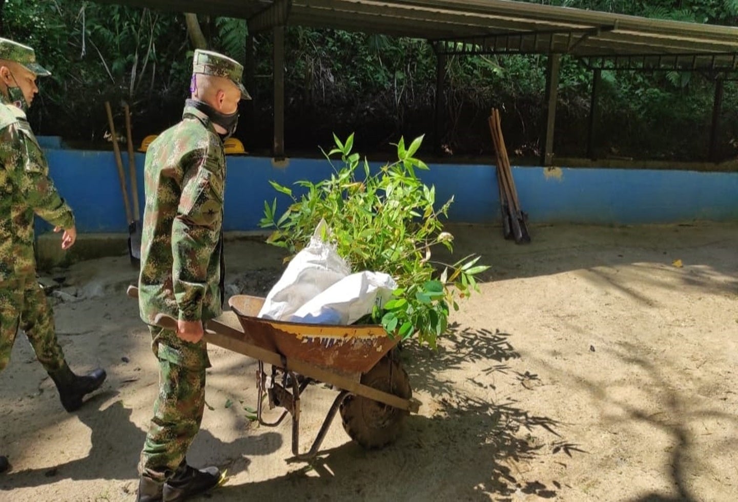 Siembra de árboles en Ibagué