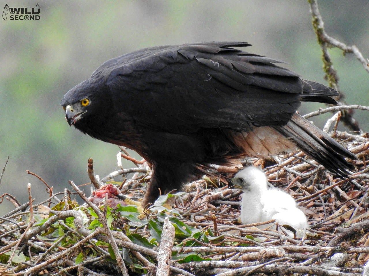 El Huila no participará en el Global Big Day