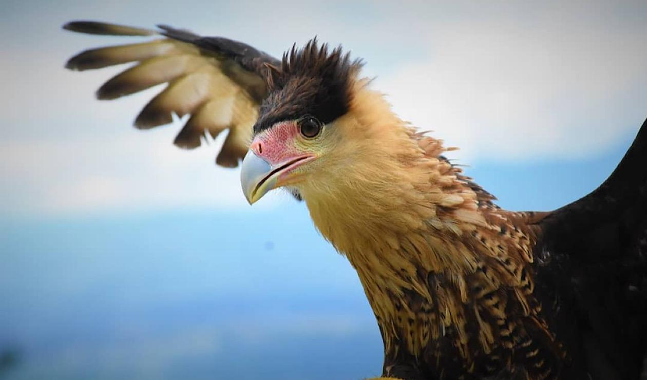 Caracara Cheriway