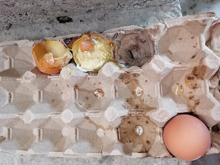 Denuncia PAE Ibagué.