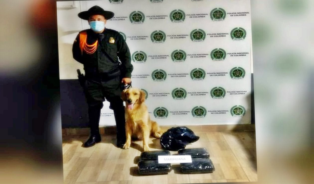 Sacaron de circulación 6 kilogramos de marihuana en la capital tolimense