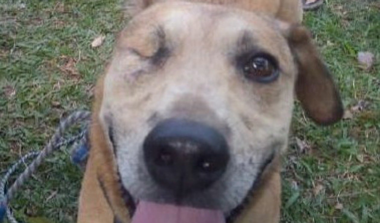 Maltrato animal Huila y Tolima