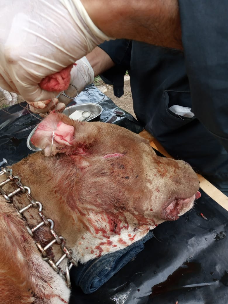 Pitbull herido