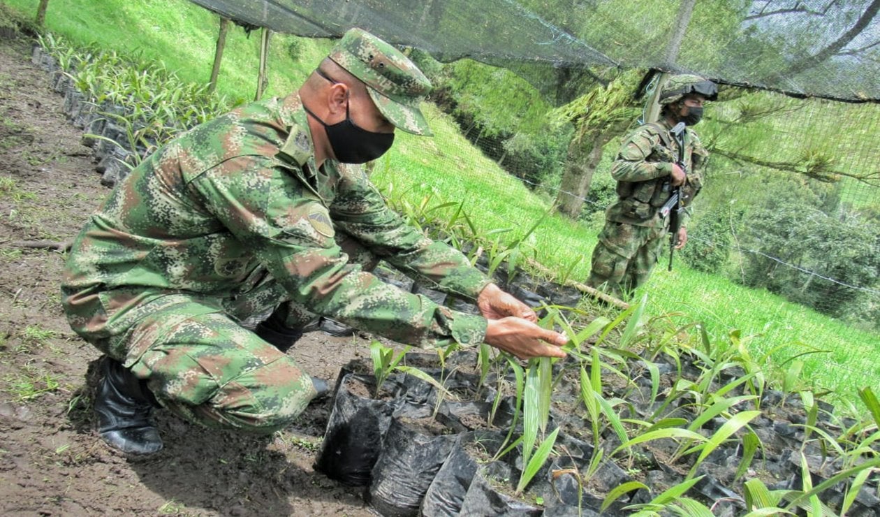 Primer vivero a nivel nacional de Palma de Cera fue creado por la Sexta Brigada del Ejército Nacional