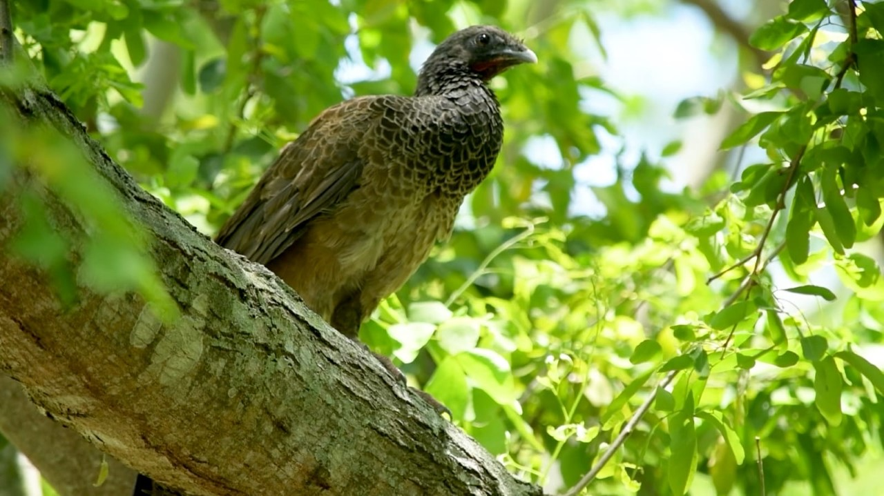 Cortolima, protección y conservación de la fauna silvestre