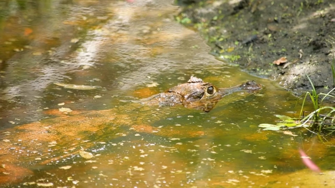 Cortolima, protección y conservación de la fauna silvestre