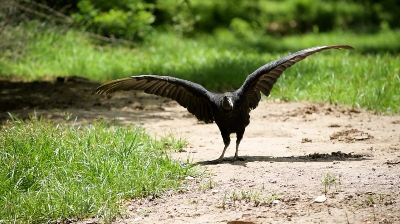 Cortolima, protección y conservación de la fauna silvestre