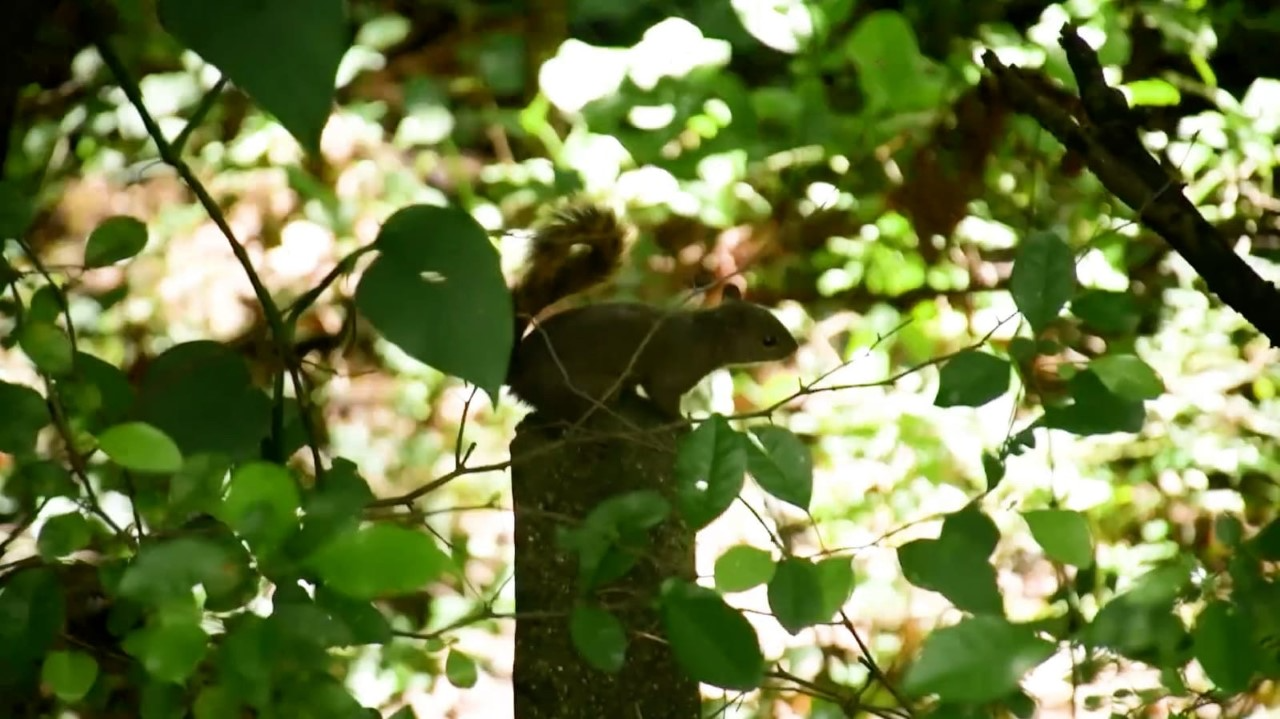 Cortolima, protección y conservación de la fauna silvestre