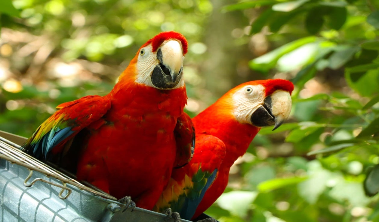 Guacamayas