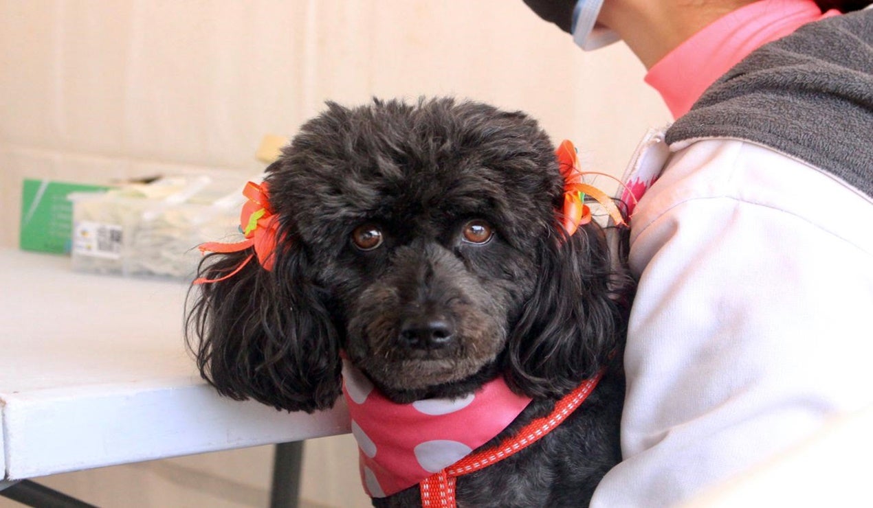 Vacunación canina 2021 en Ibagué