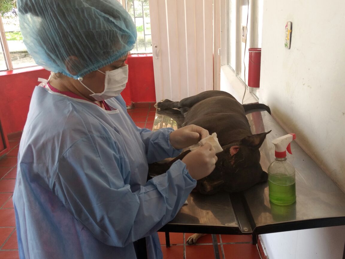 Esterilización de Mascotas