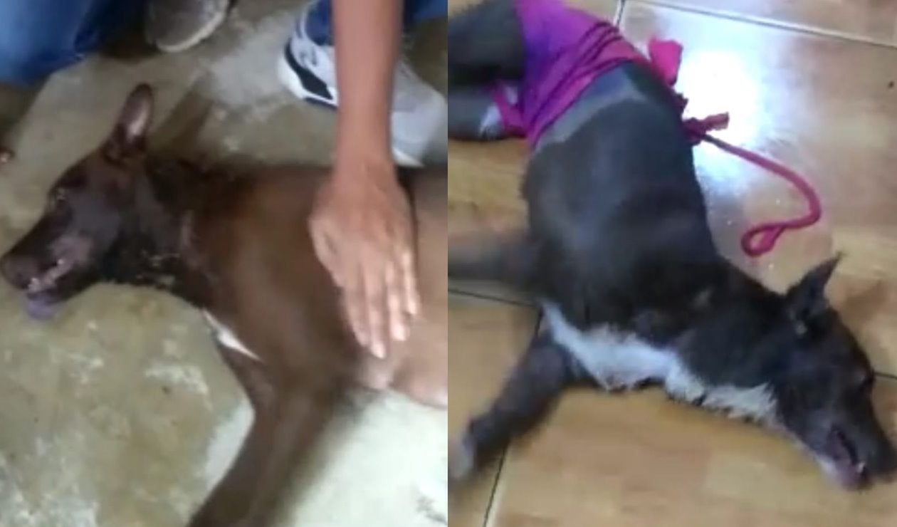 Denuncian que están envenenando a los perros en el sector de la Gaviota