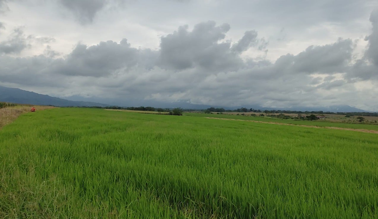 Arrocera en Aparco Ibagué