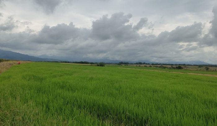 Arrocera en Aparco Ibagué