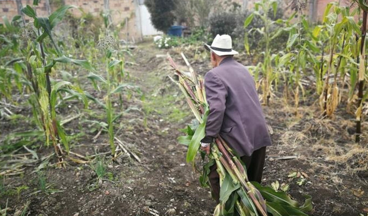 Agropecuarios del Tolima