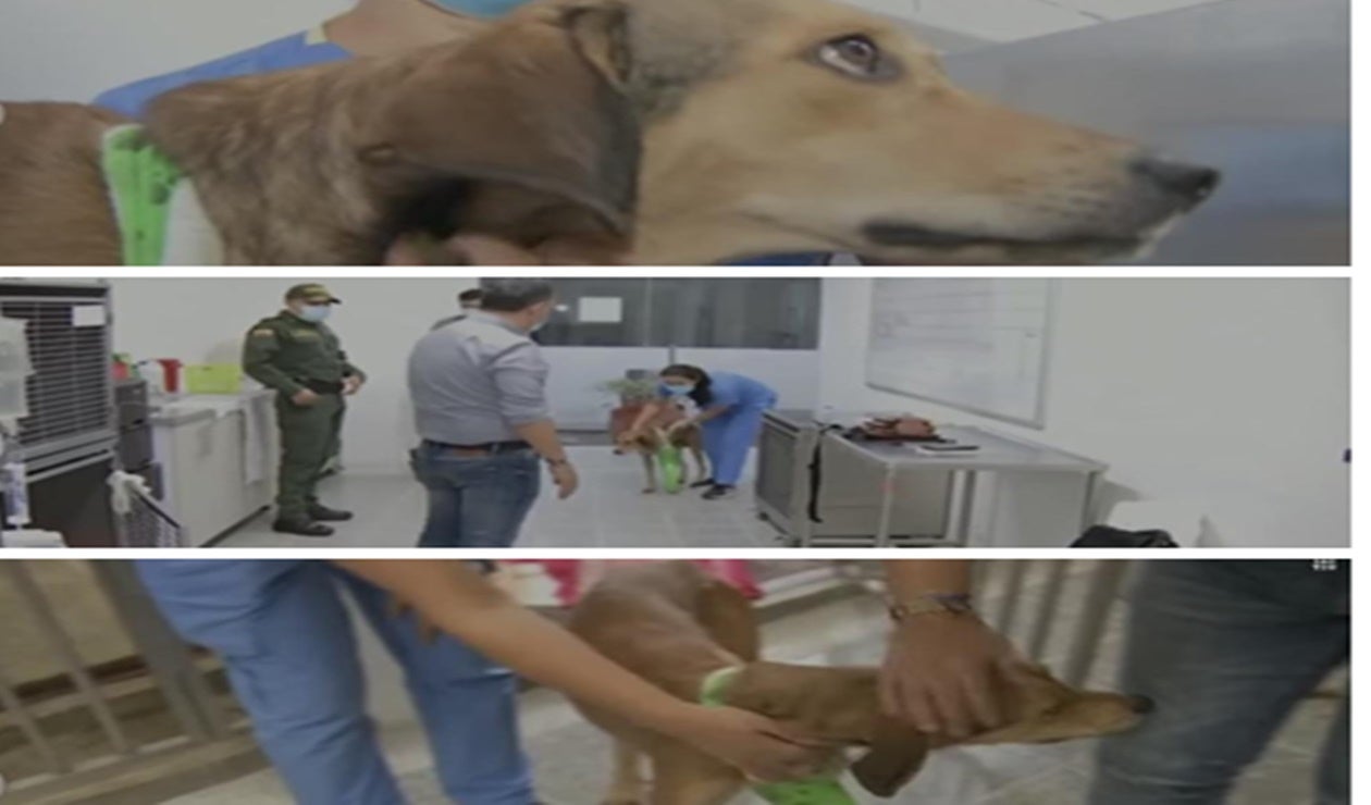 Ricardo Orozco salva la vida de cachorro